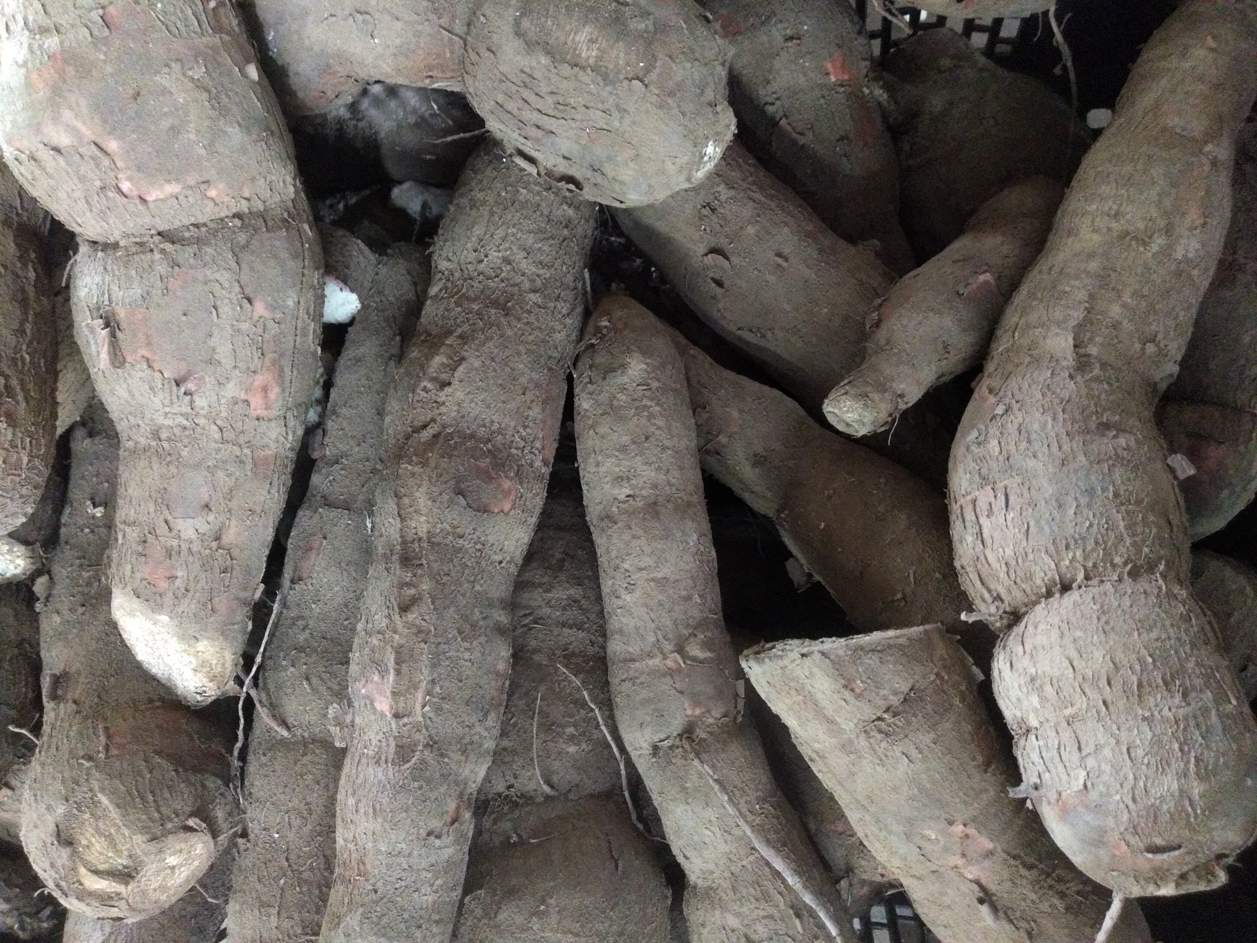 Yuca