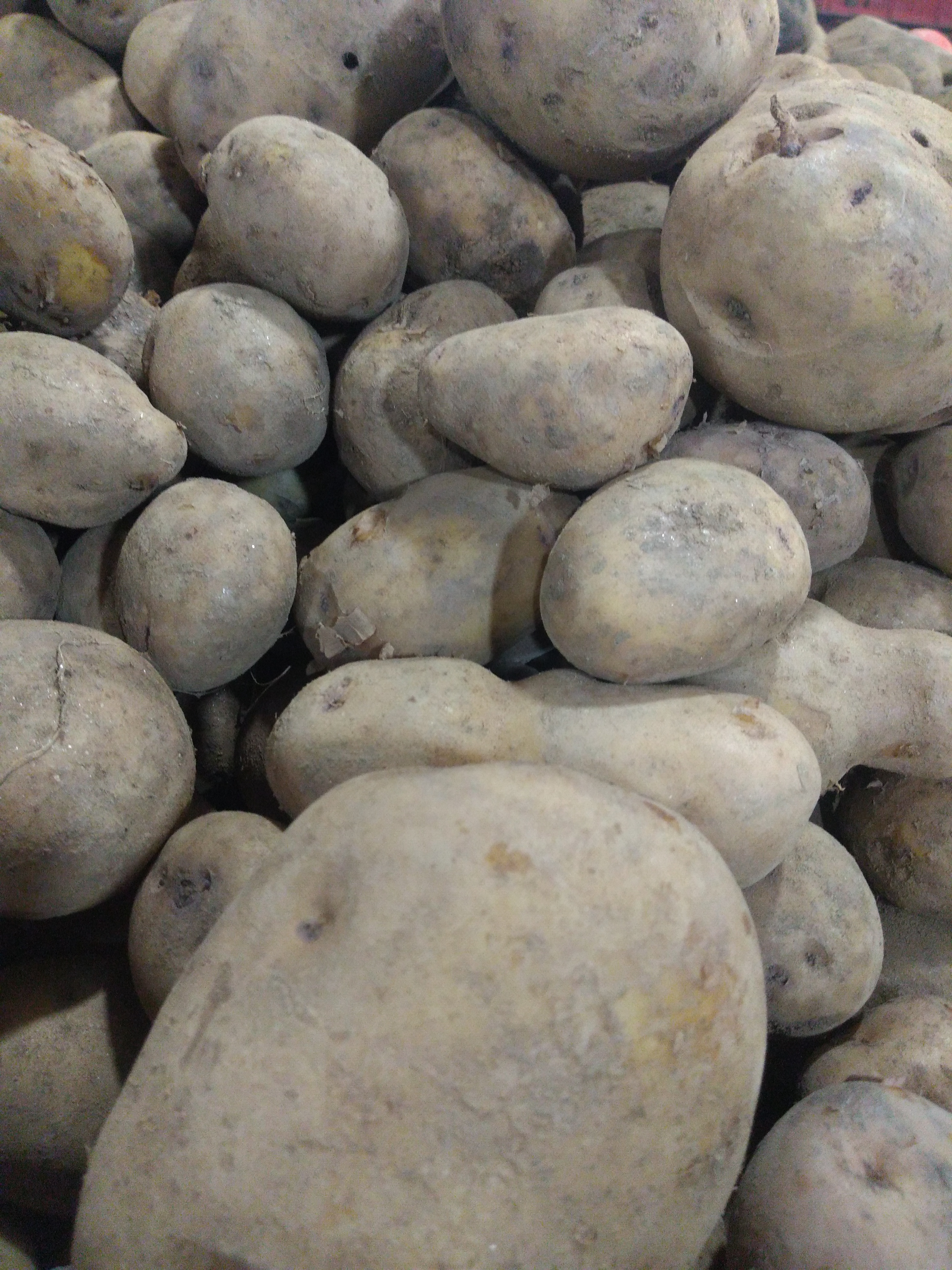 Papa