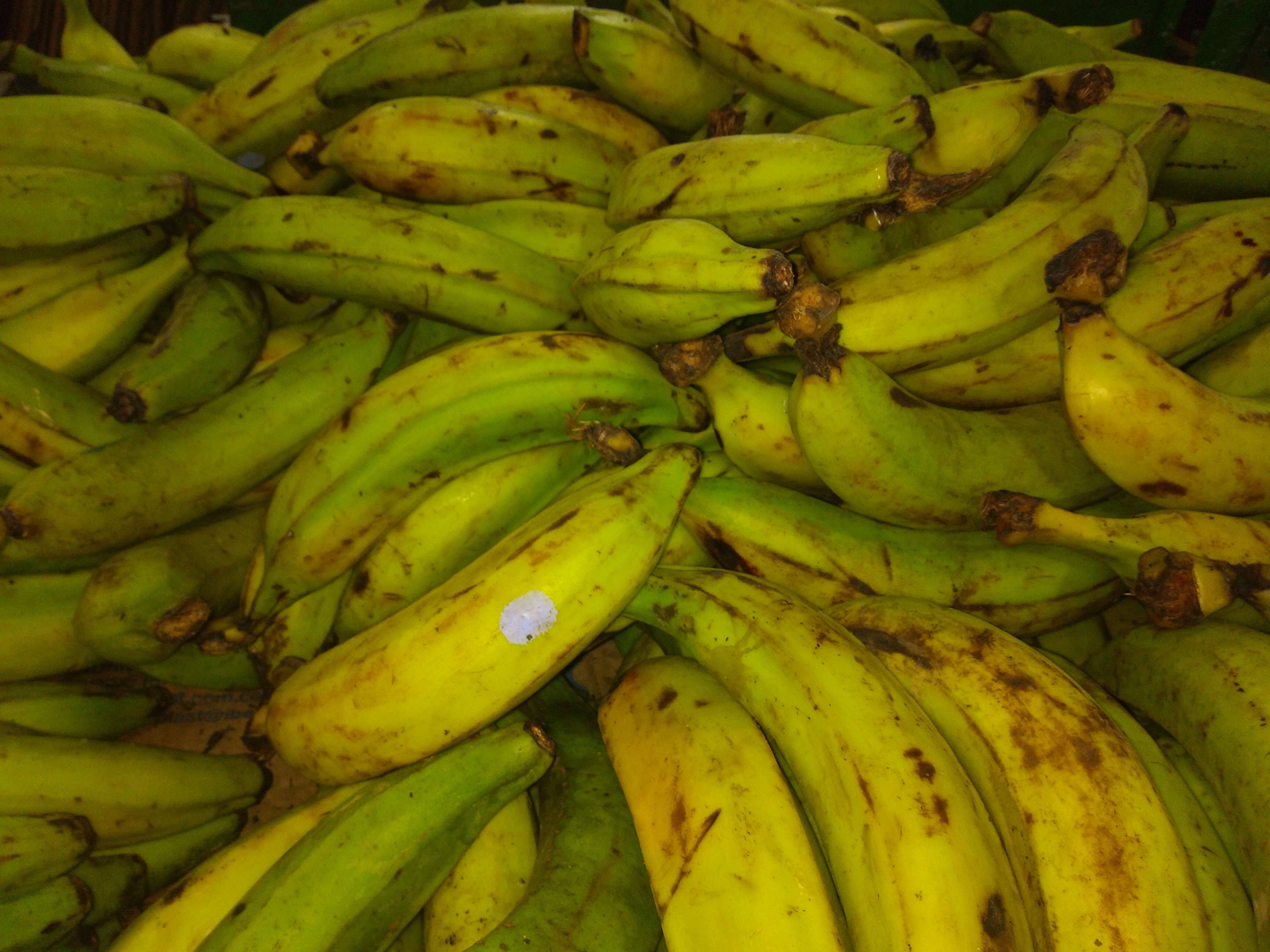 Platano