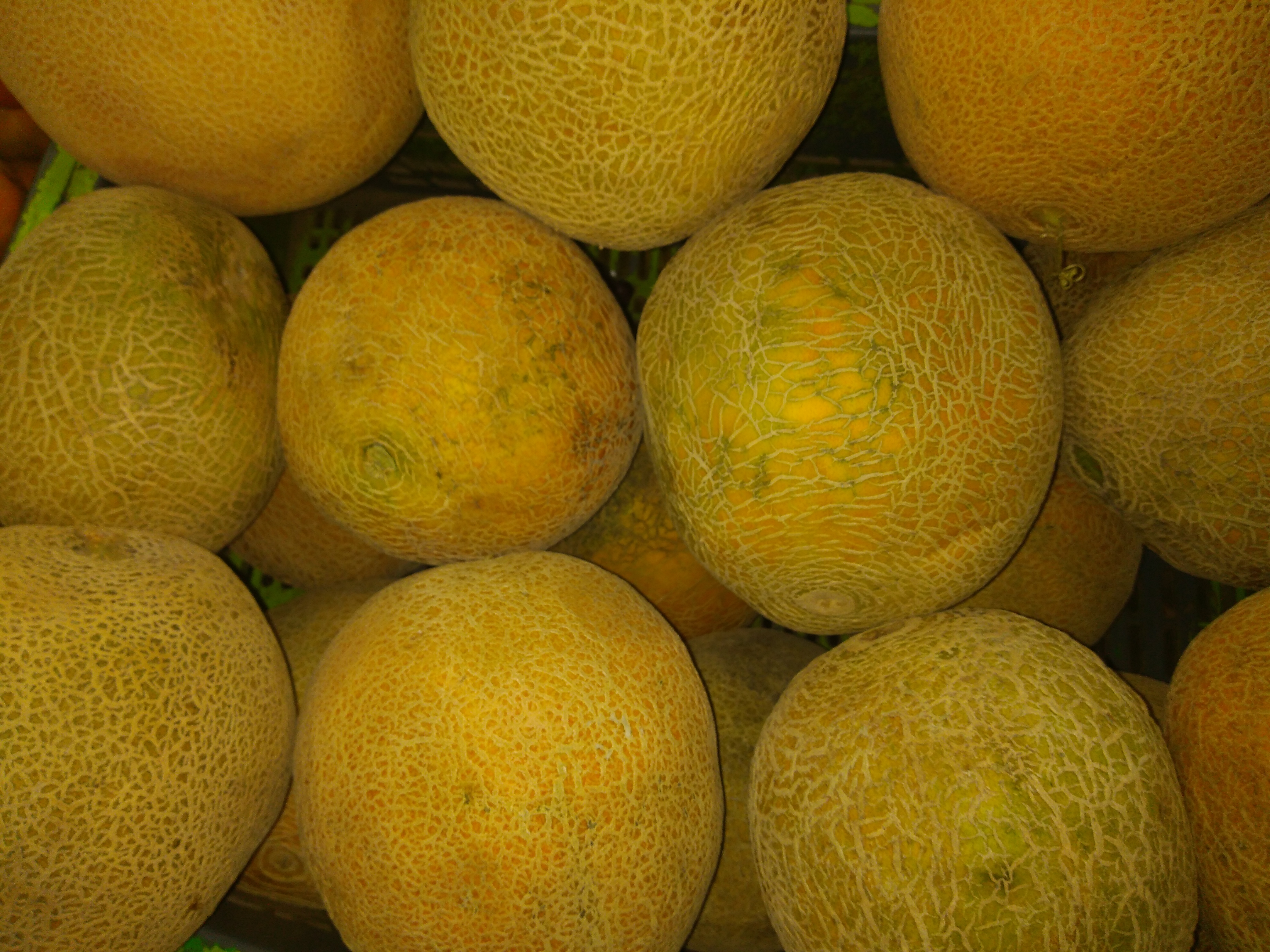Melón