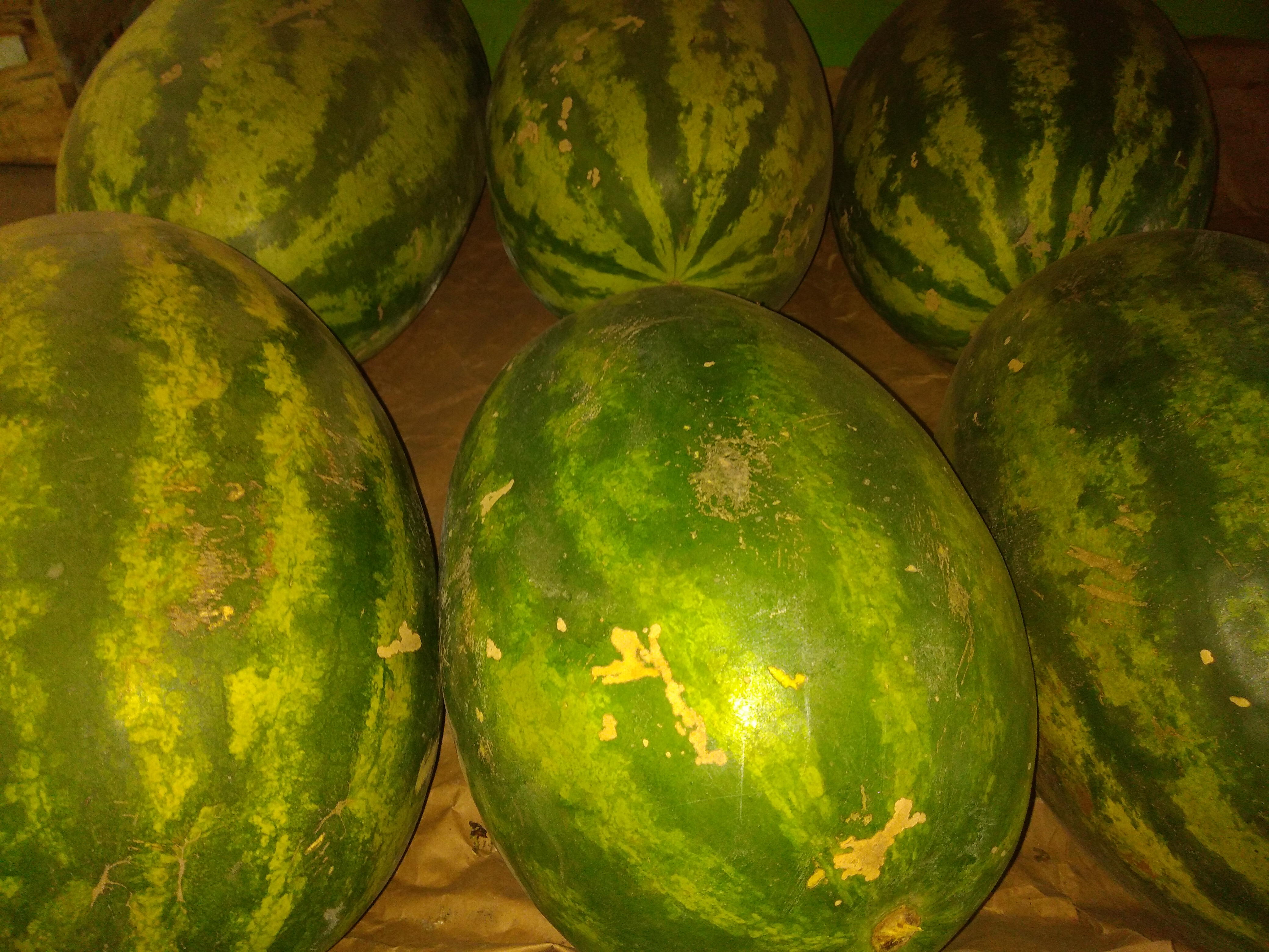 Patilla