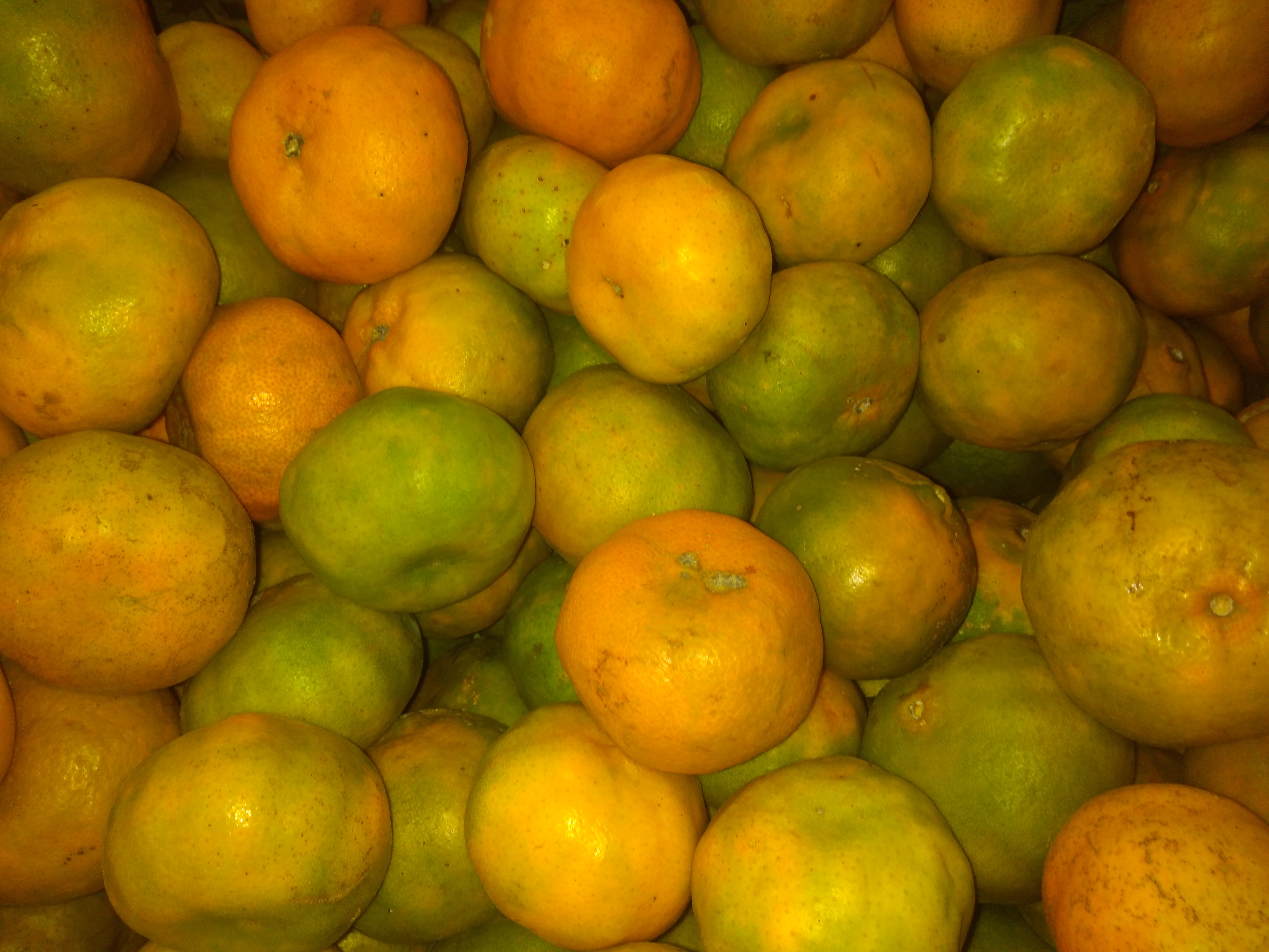 Mandarina