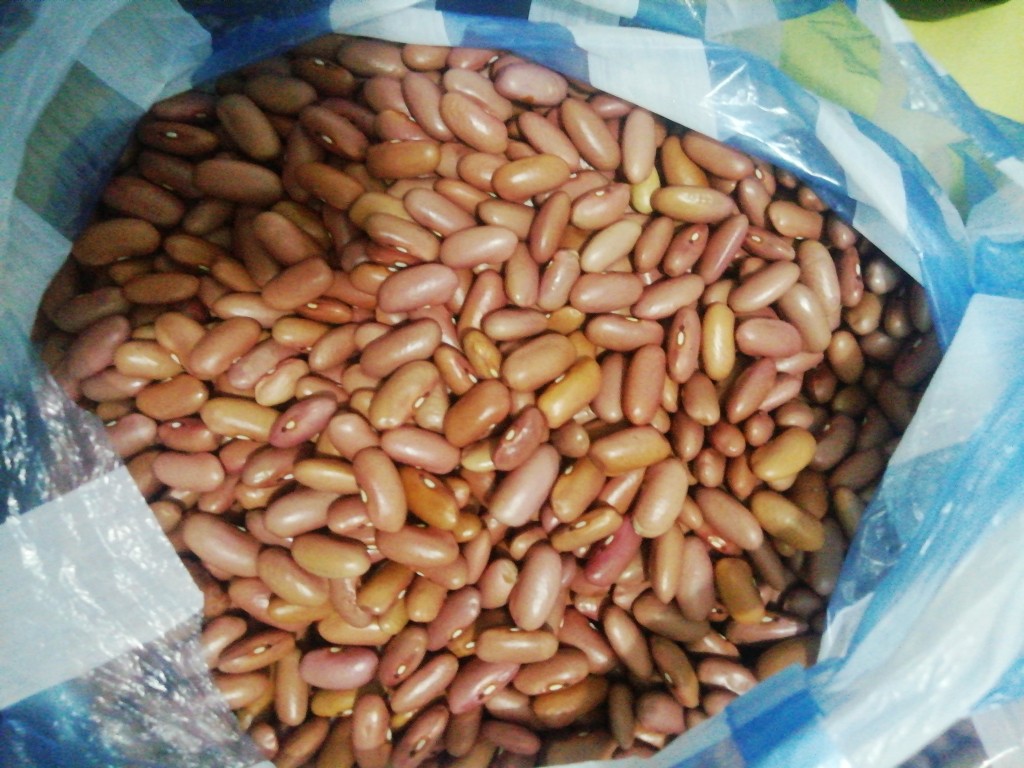 Frijol