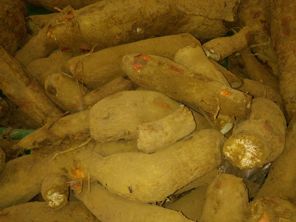 Yuca