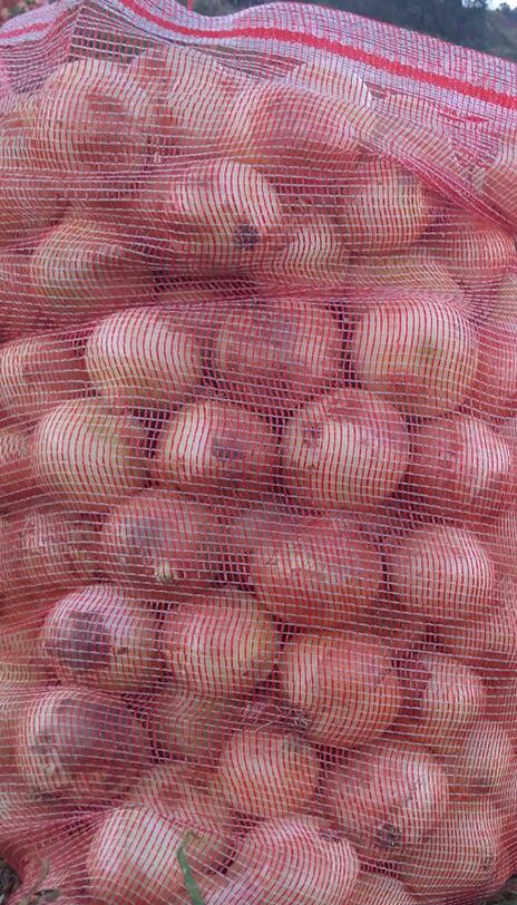 Cebolla cabezona