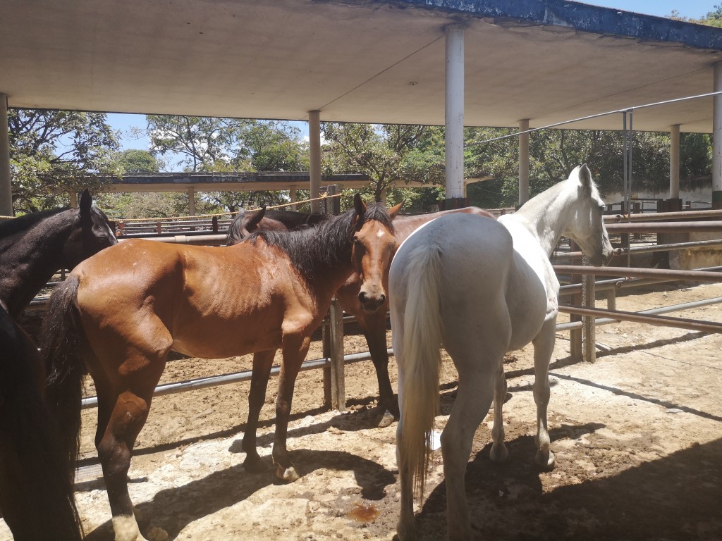 Caballos aptos para cabalgatas