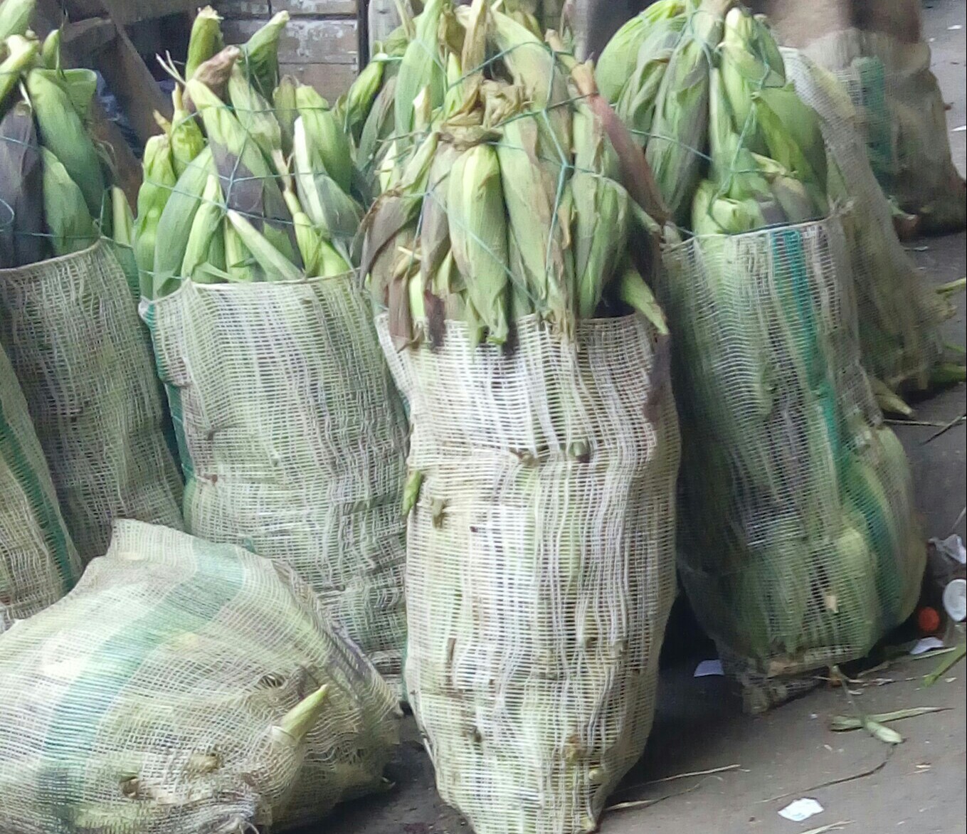 Mazorca gruesa