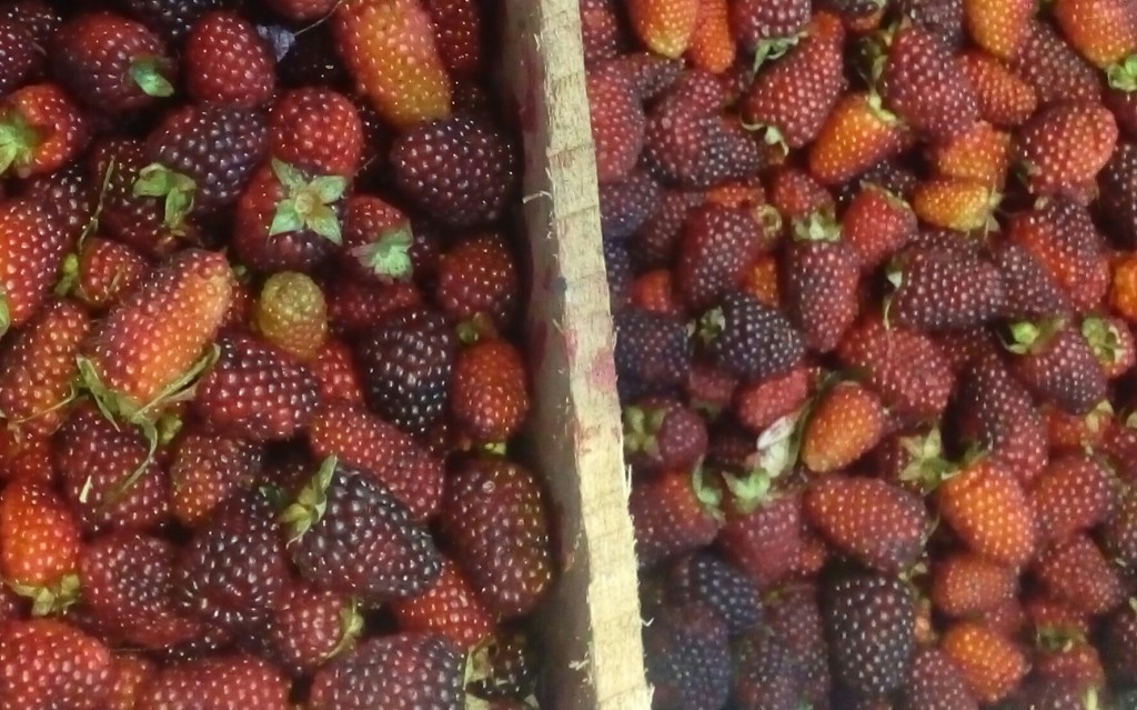 Mora