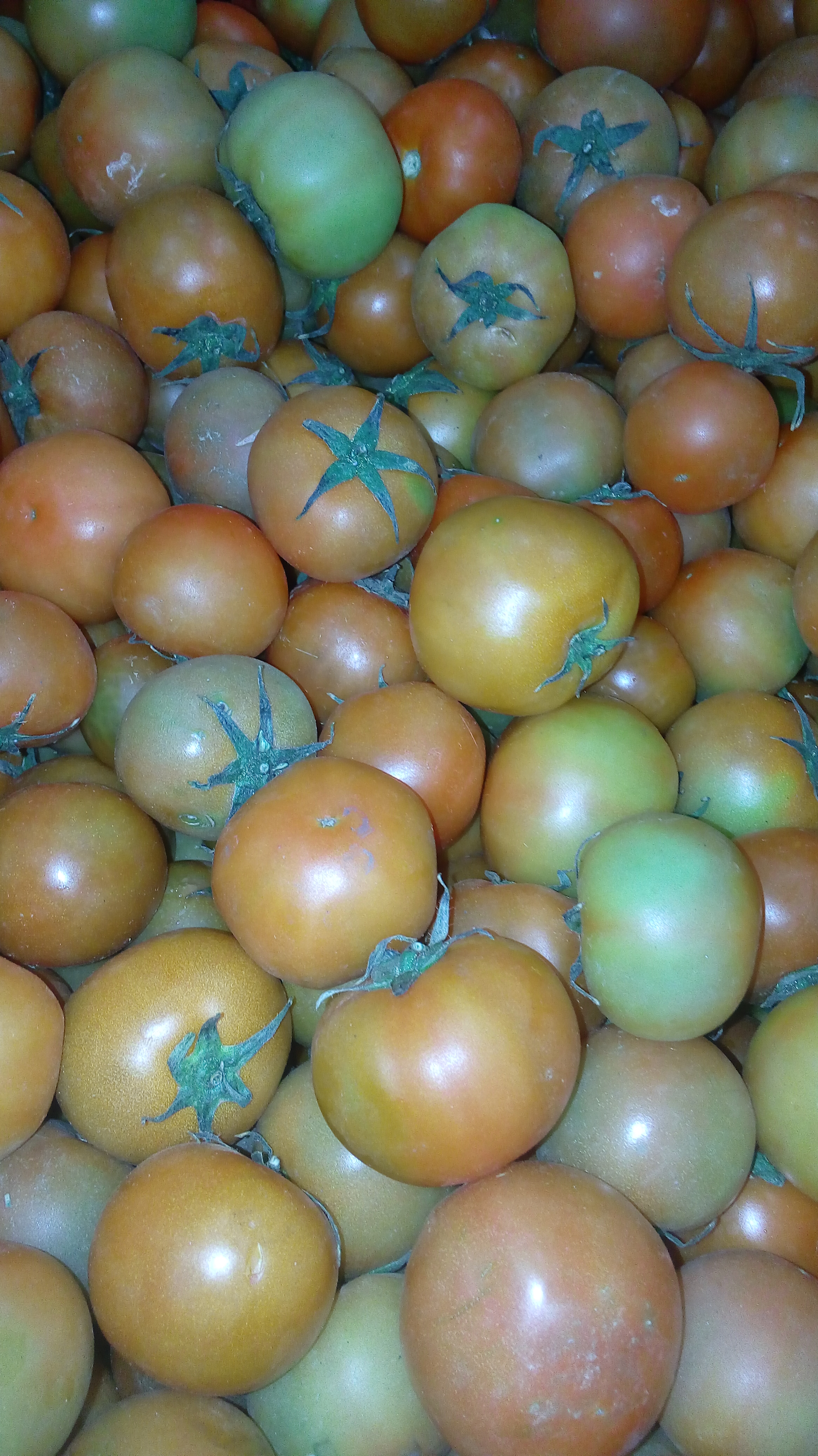 Tomate larga vida