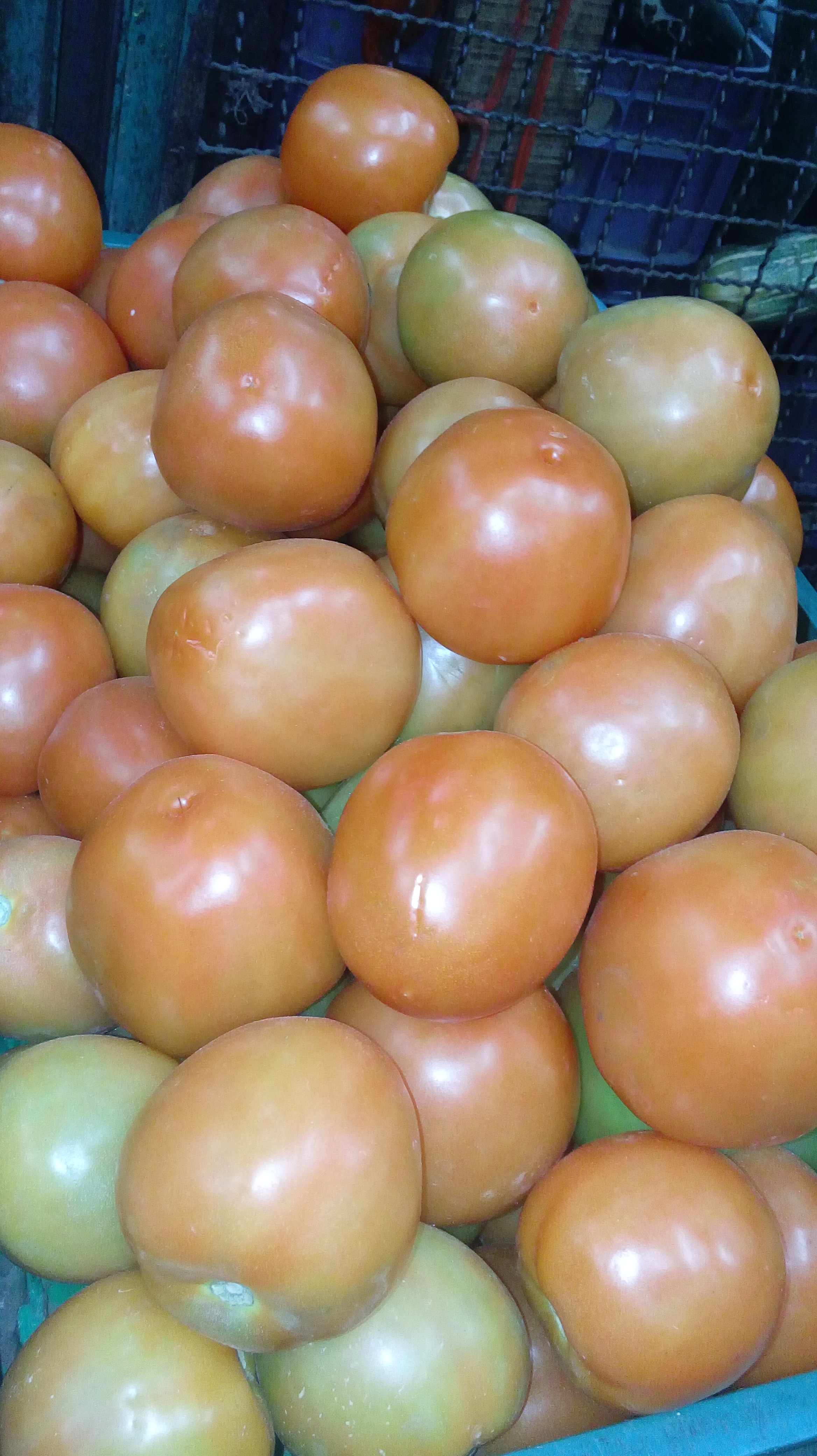 Tomate chonto de primera