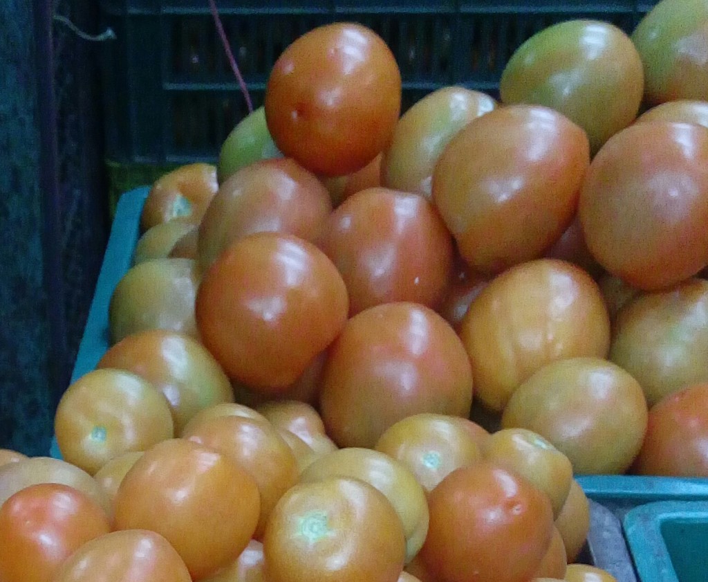 Tomate chonto