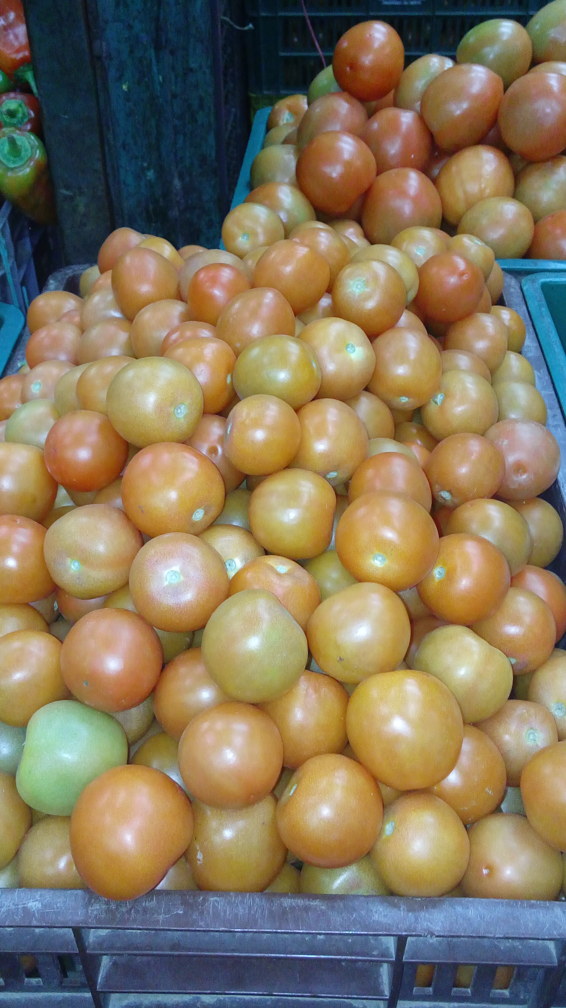 Tomate chonto selecto