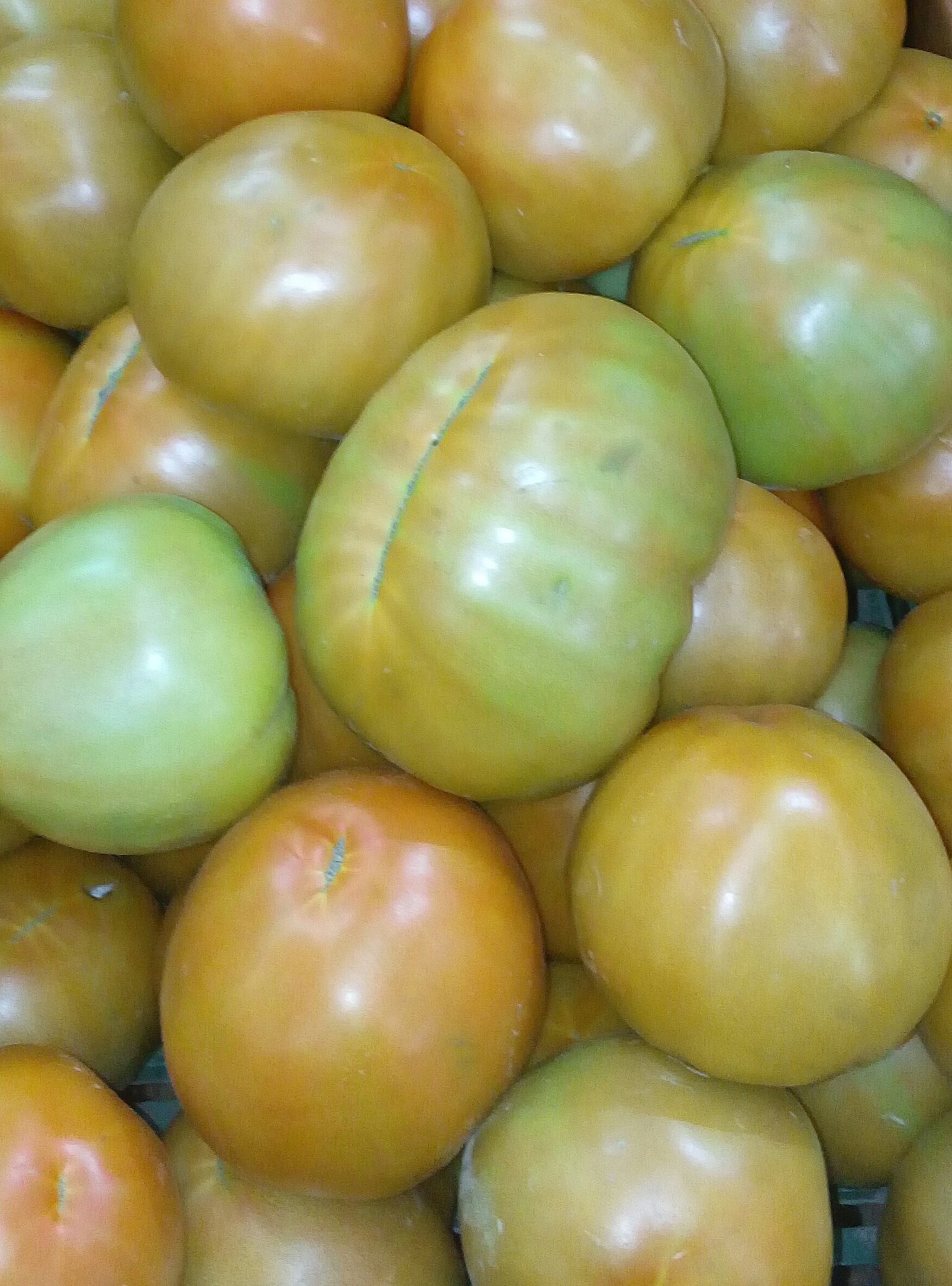 Tomate