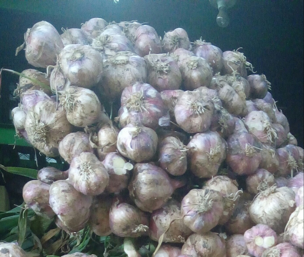 Ajo en rama
