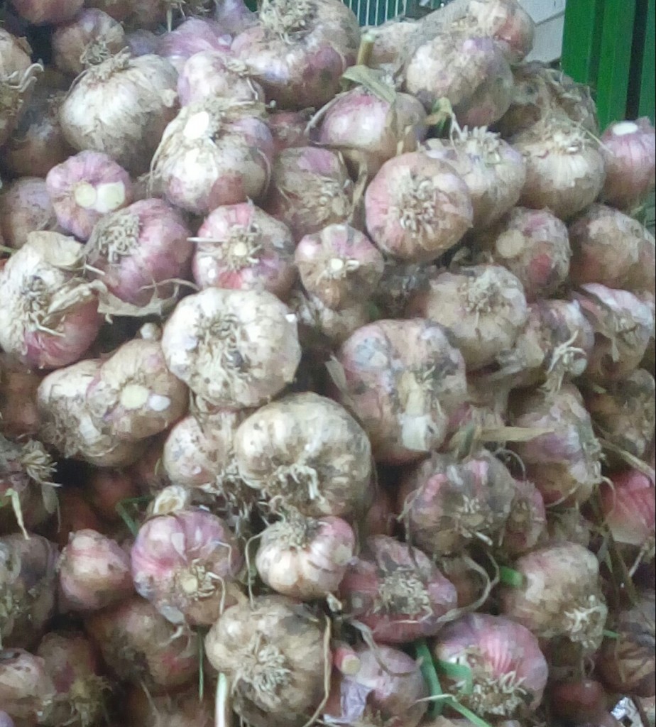 Ajo en rama