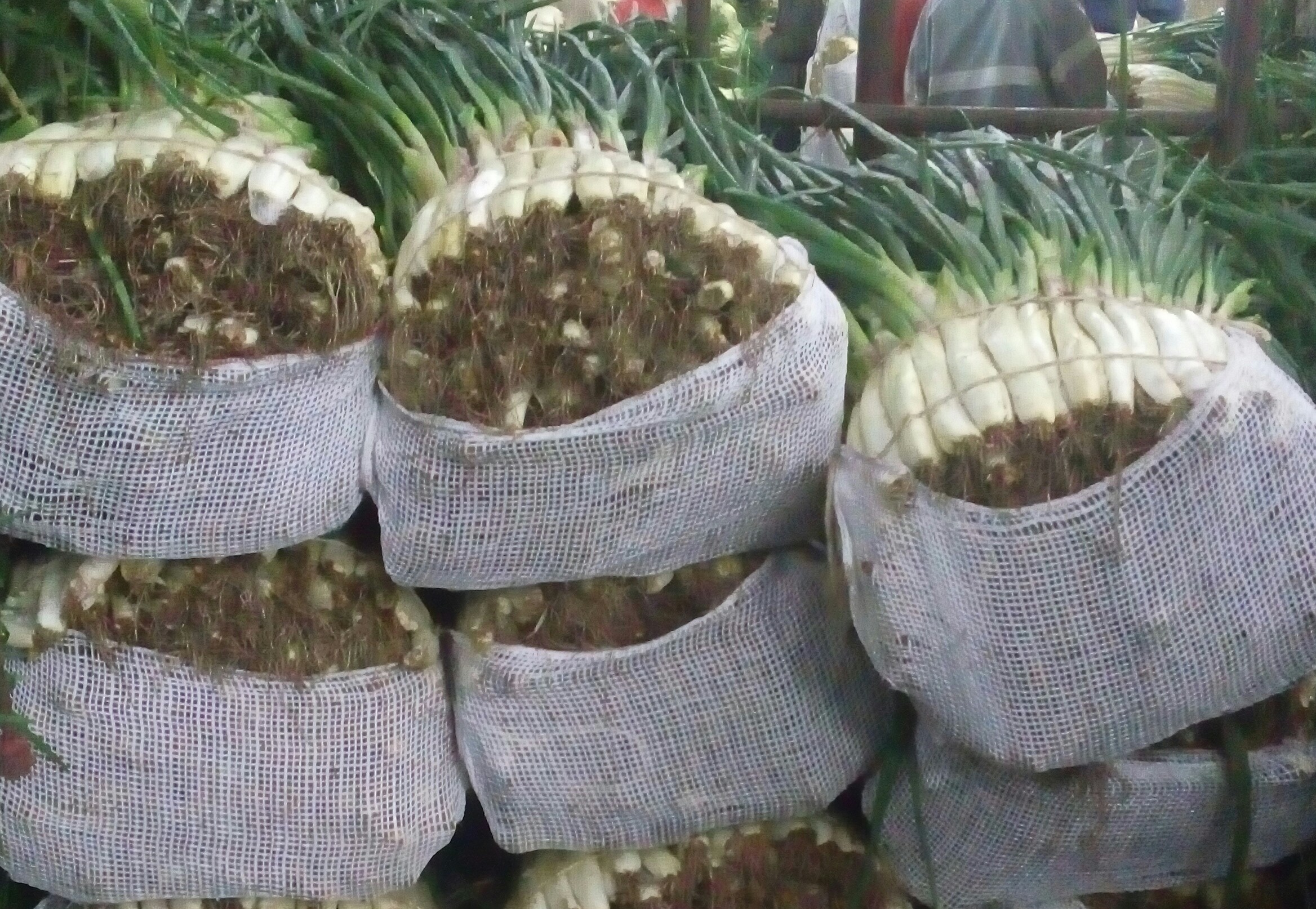 Cebolla larga fina