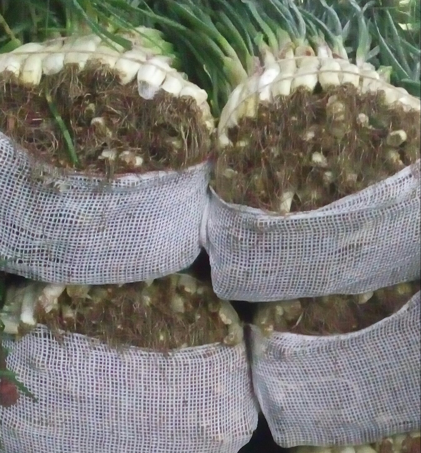 Cebolla larga fina