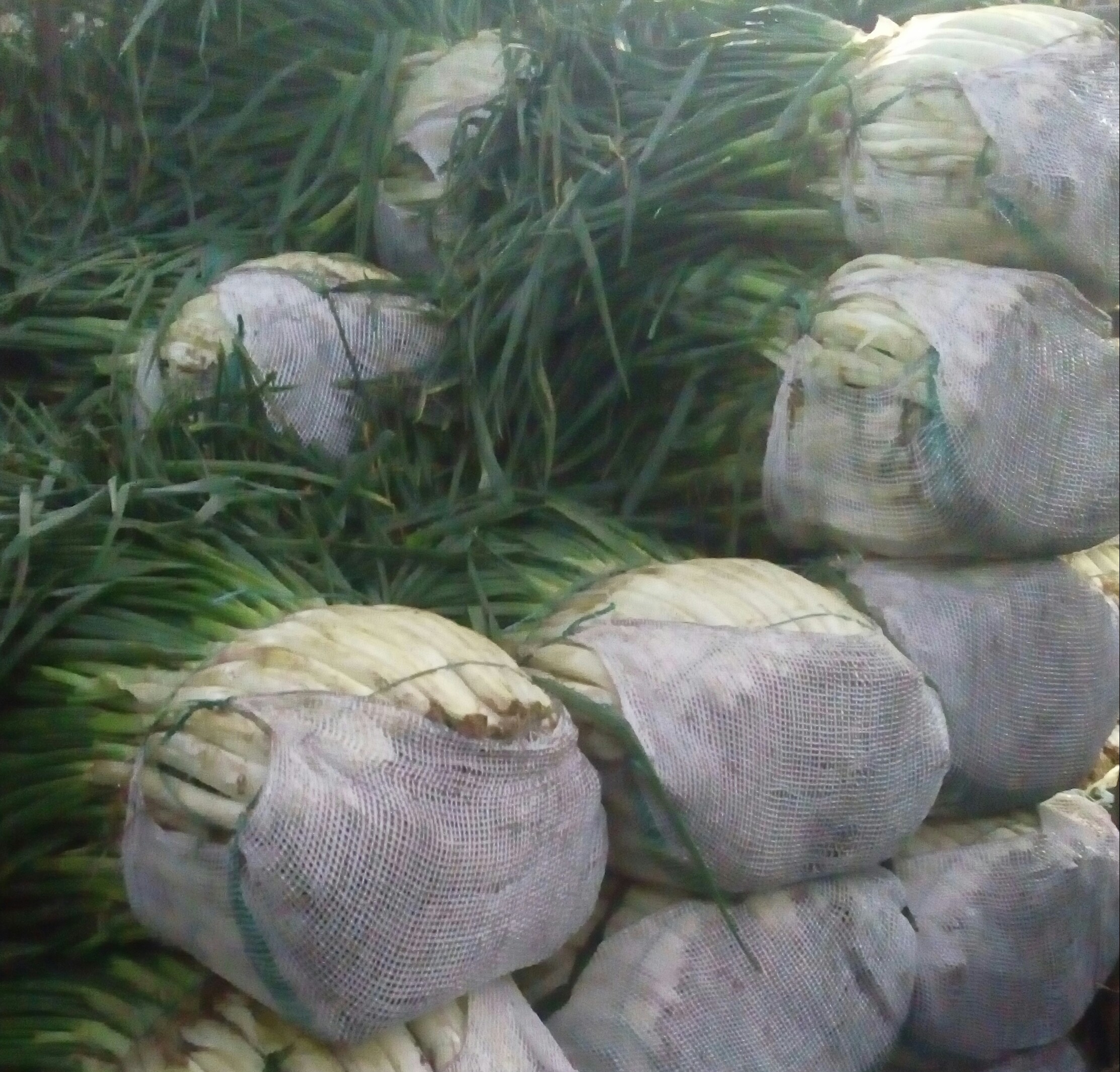 Cebolla larga regular