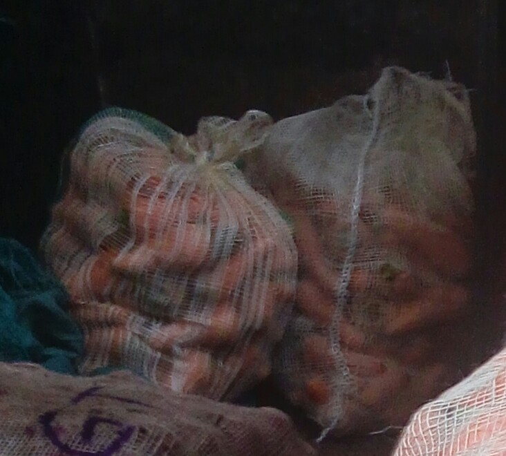Zanahoria regular
