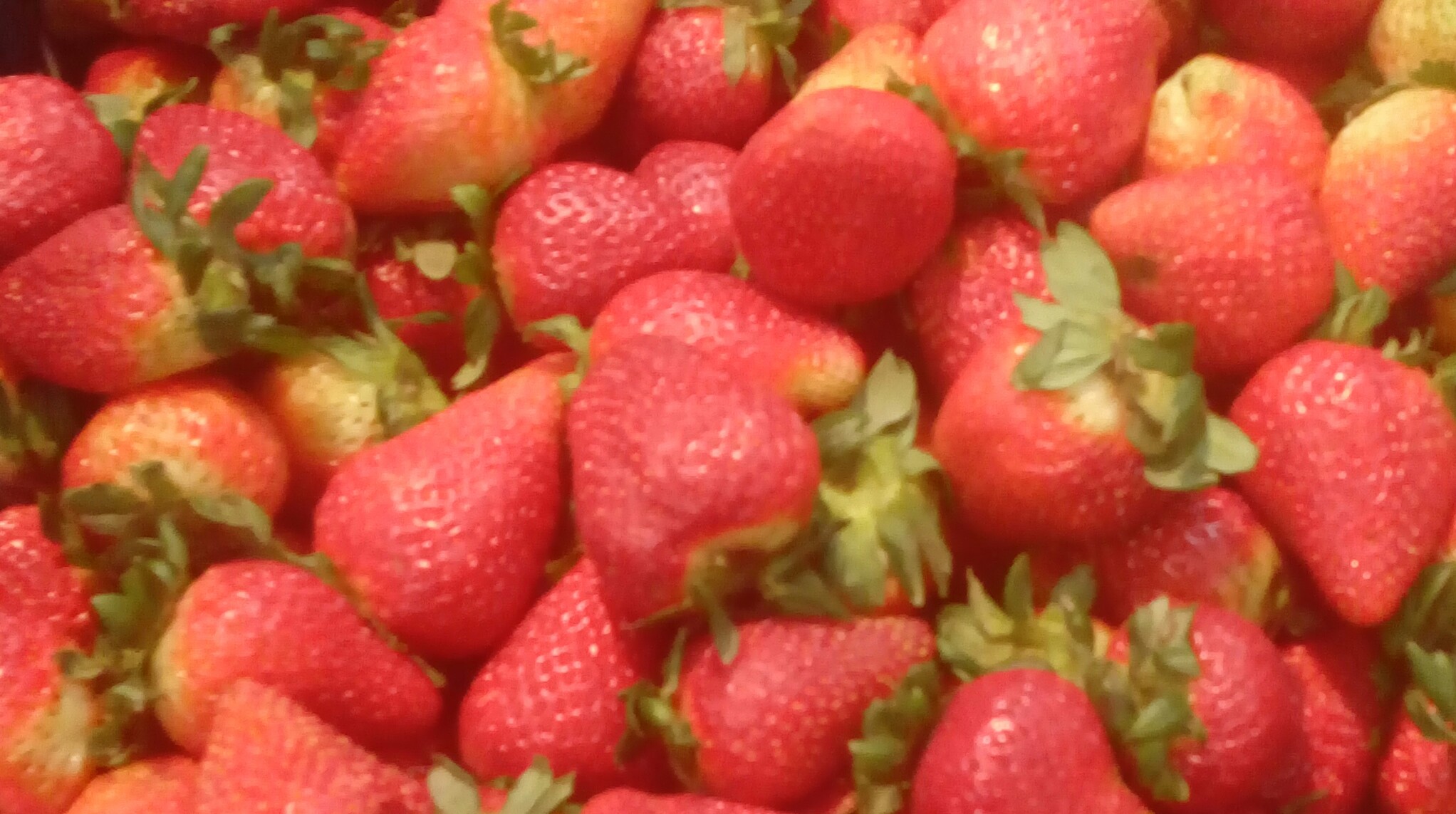 Fresas