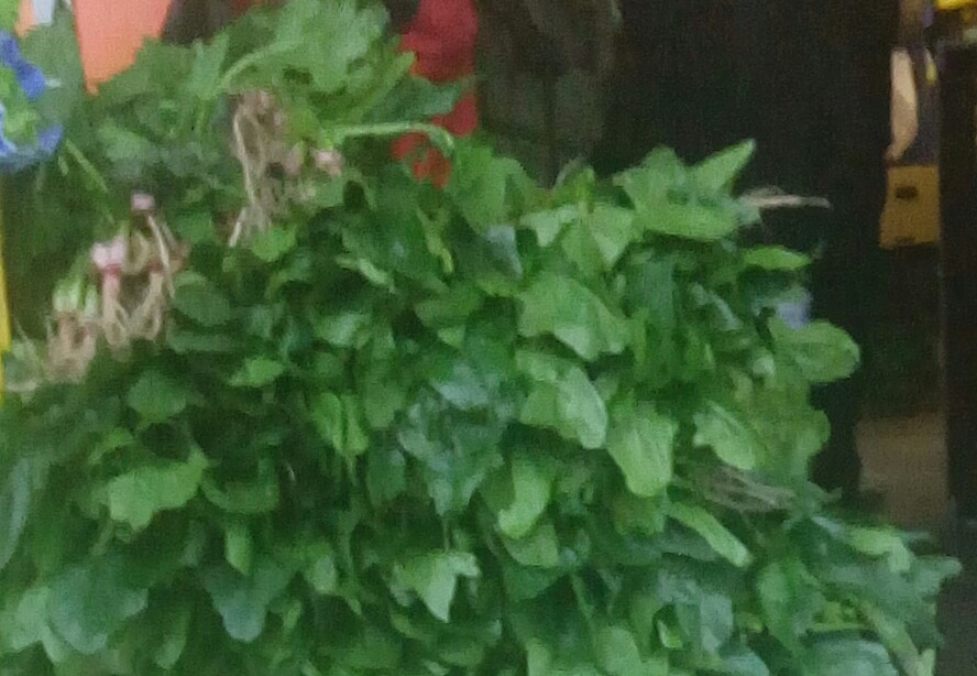 Espinacas