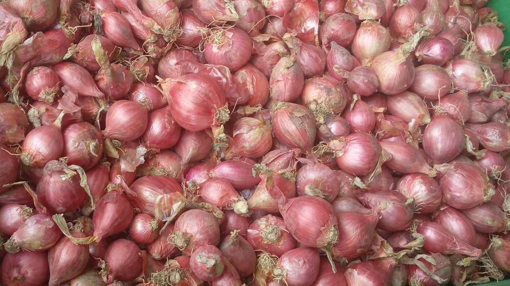 Cebolla ocañera
