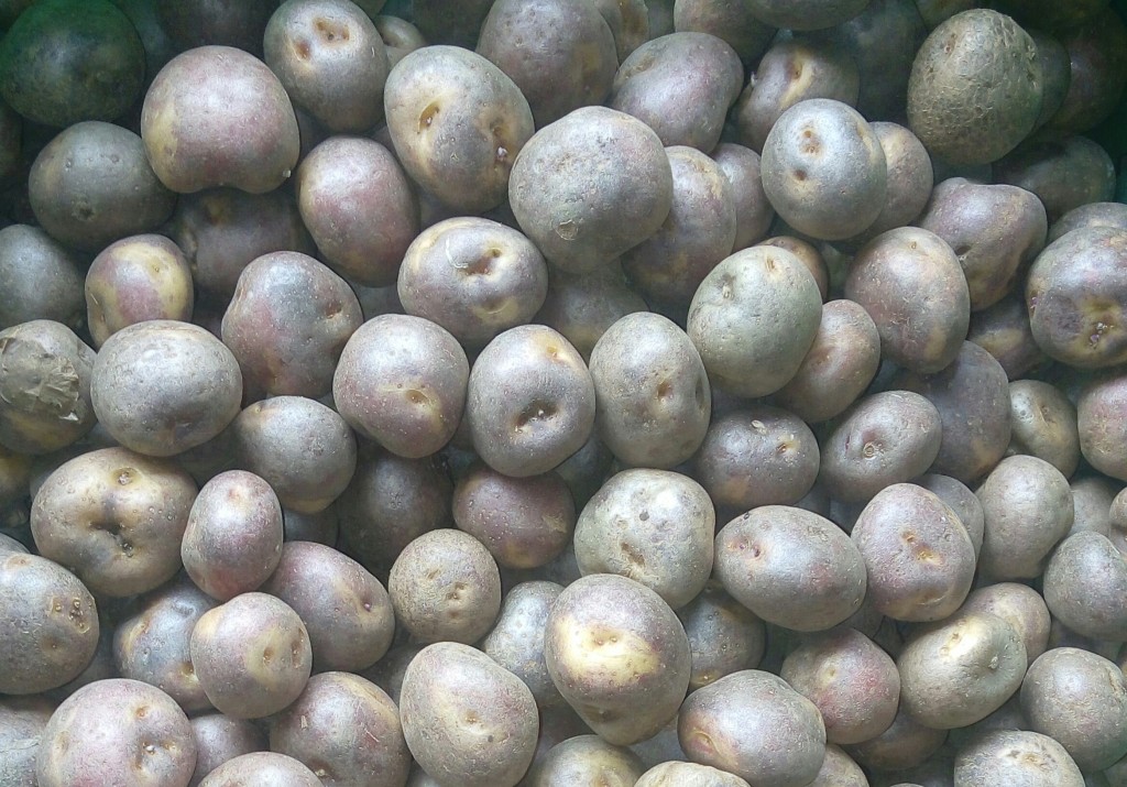 Papa sabanera