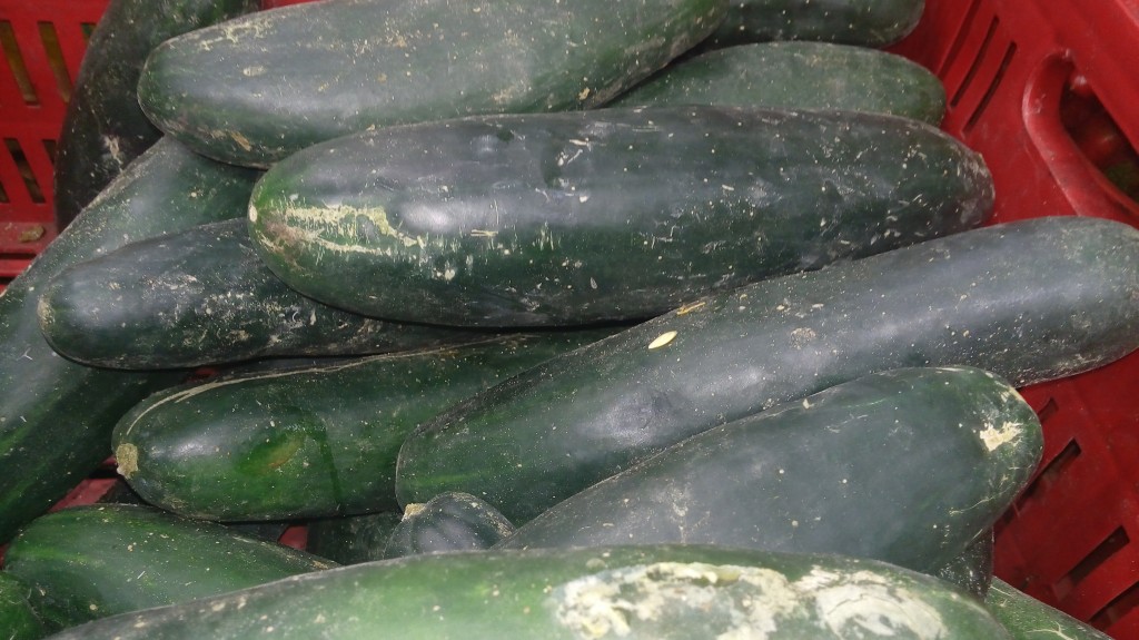 Pepino cohombro