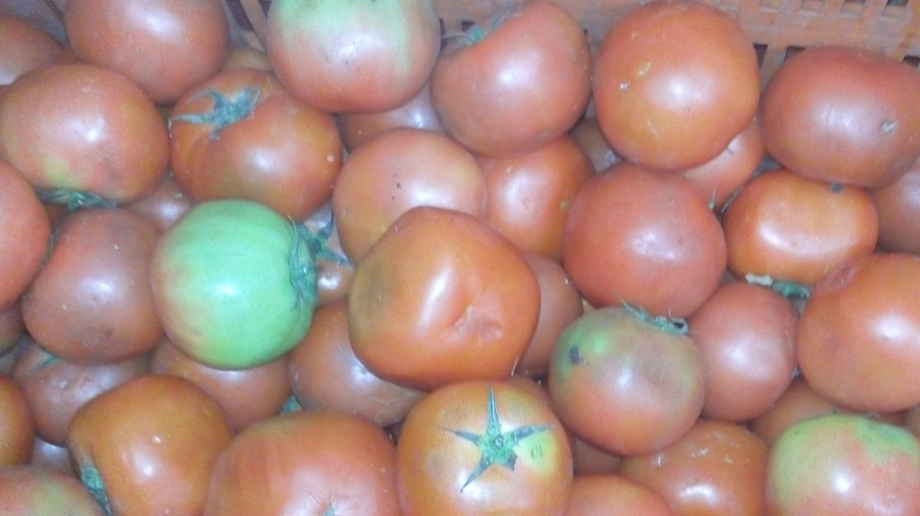 Tomate larga vida