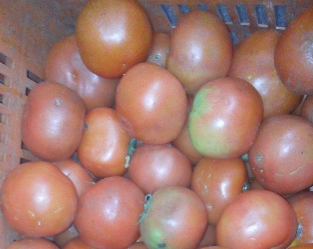 Tomate Larga vida de quinta