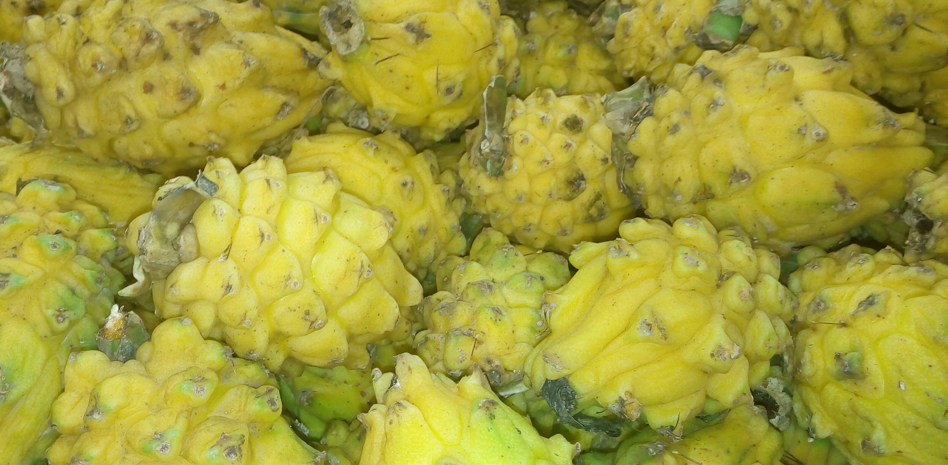 Pitaya