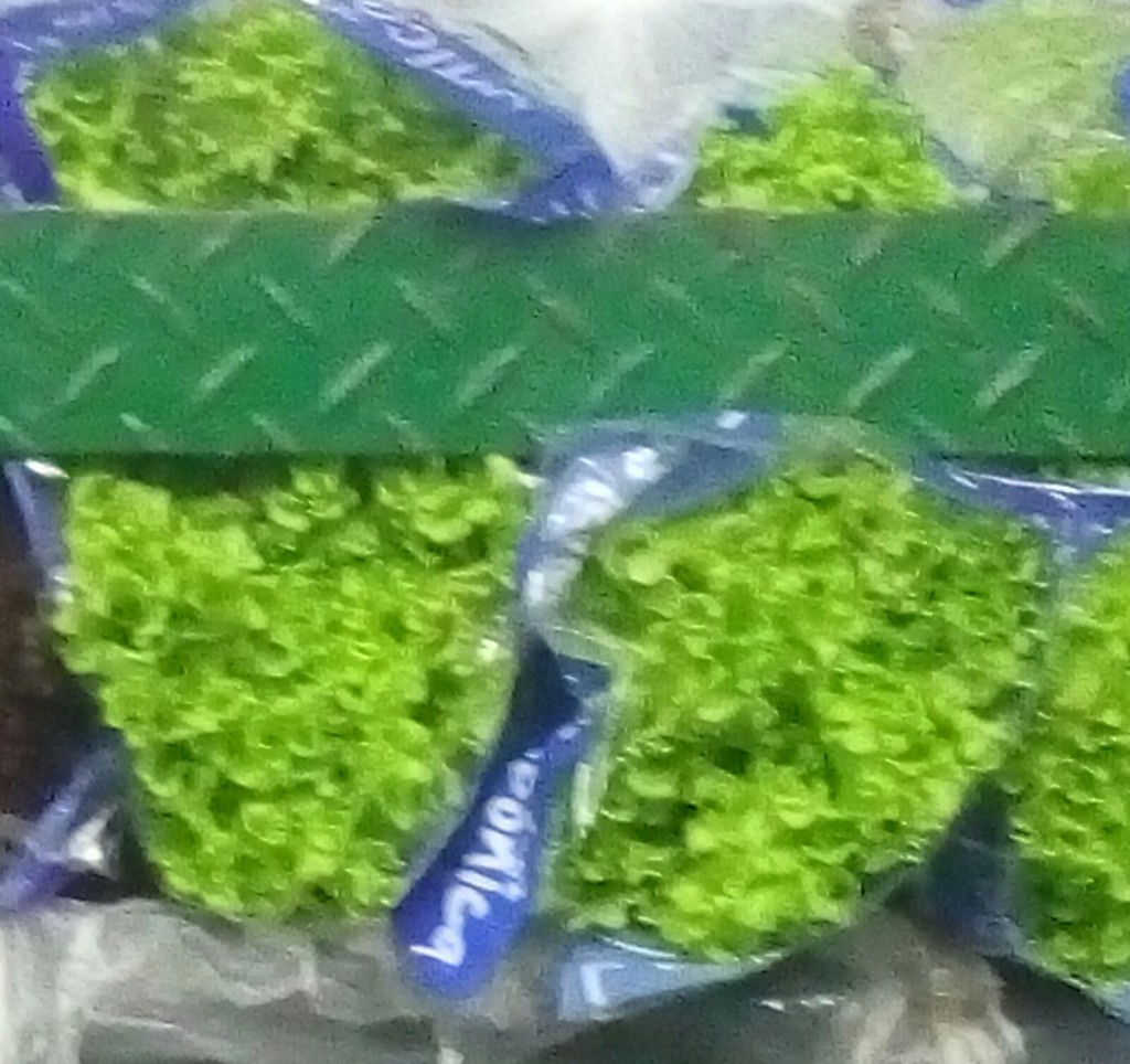 Lechuga crespa