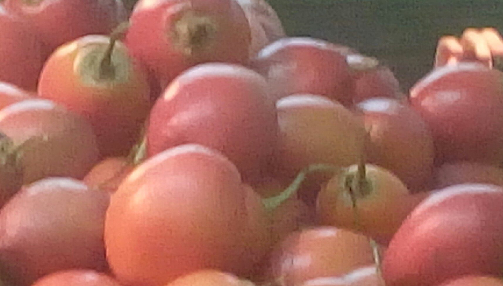 Tomate de arbol