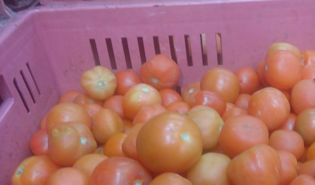 Tomate chonto de segunda