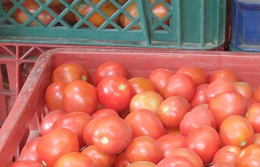 Tomate chonto de primera