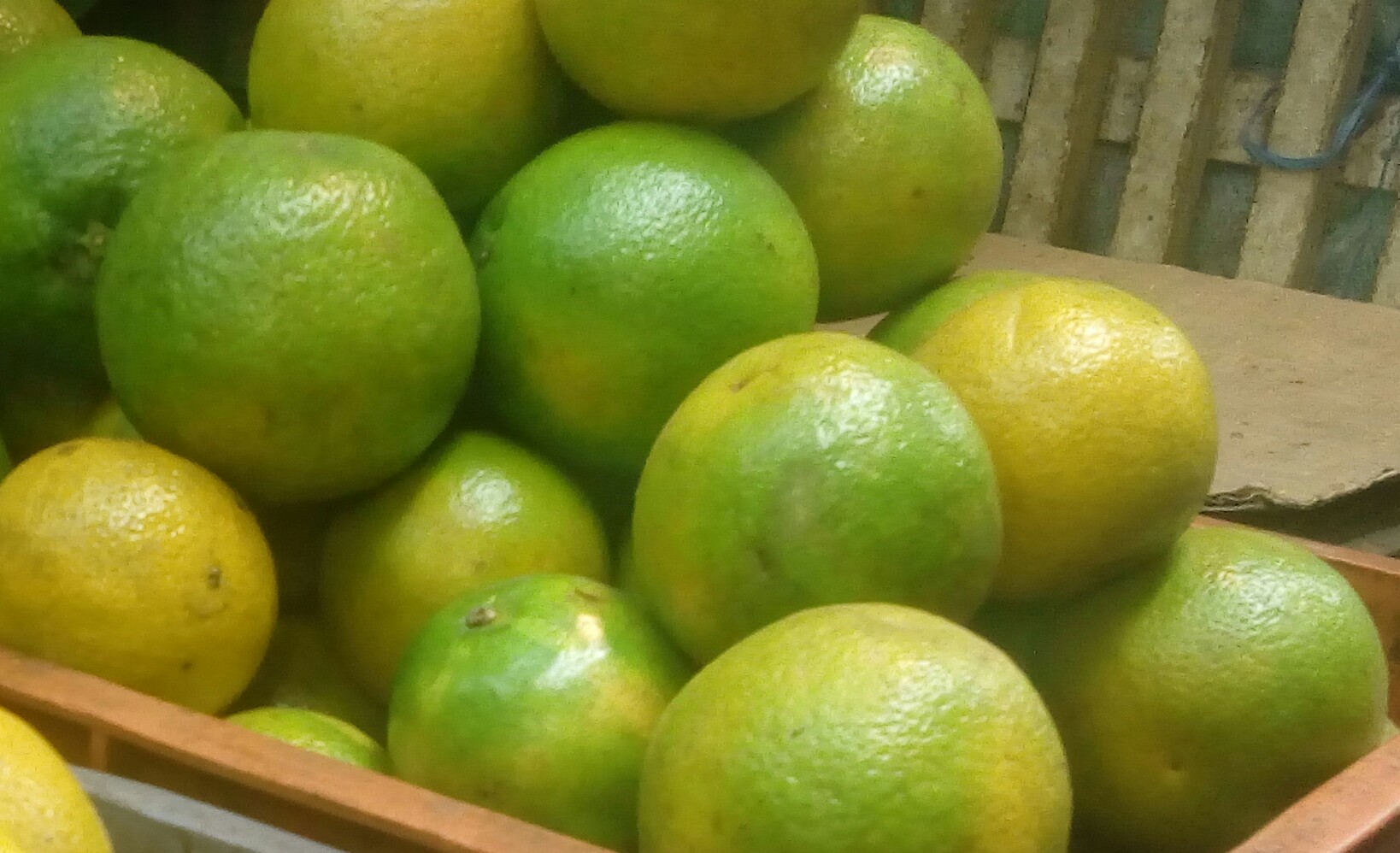 Naranja tangelo gruesa