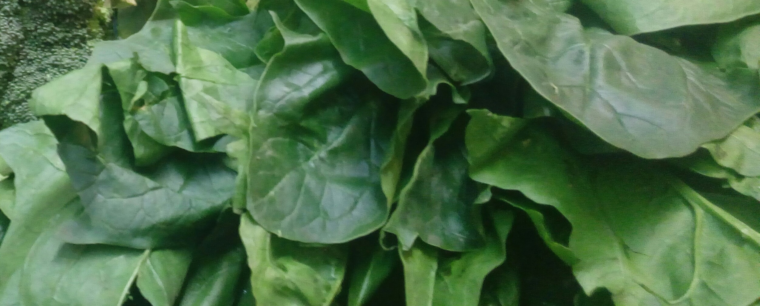 Espinacas
