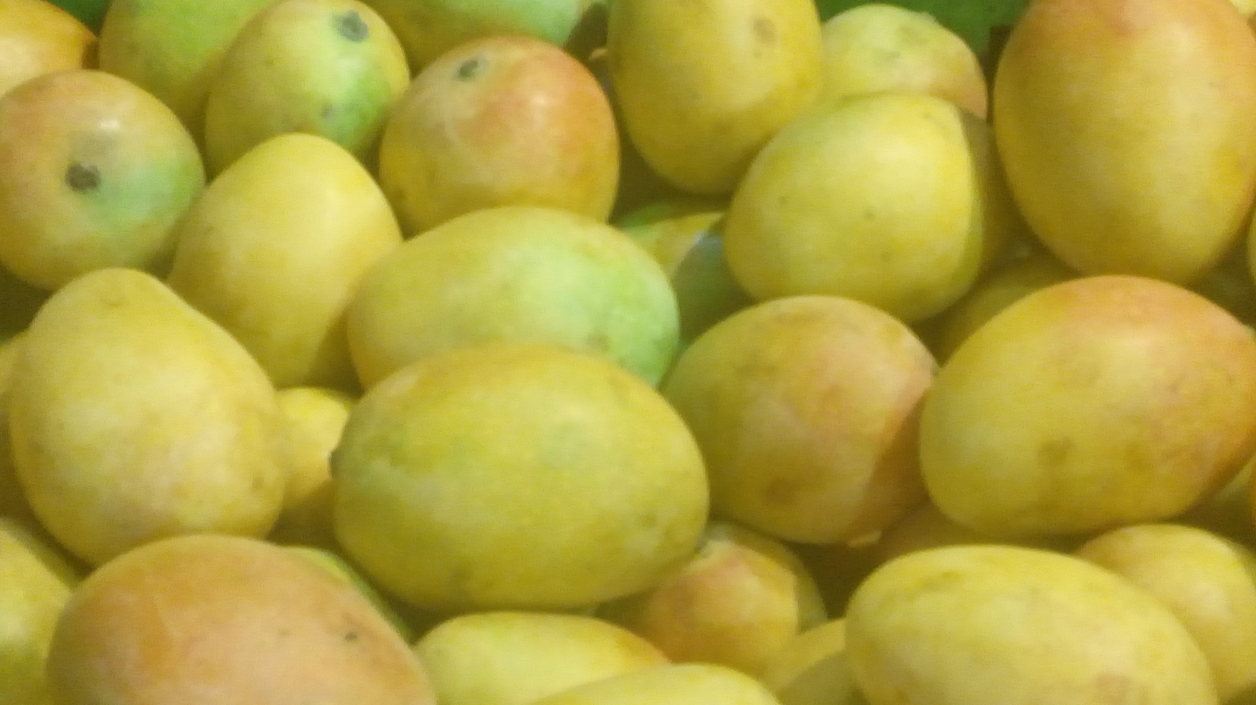 Mango de azucar