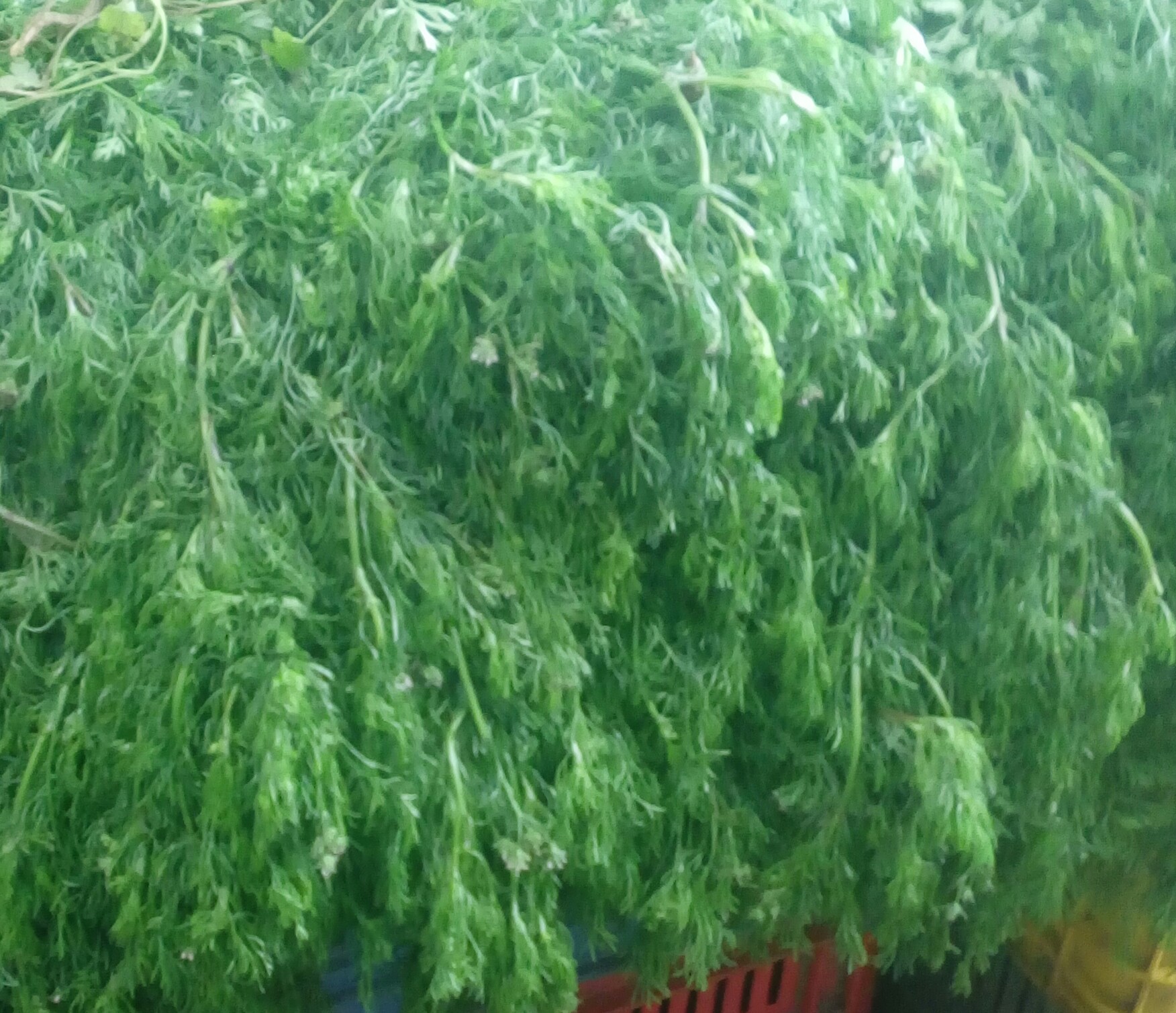 Cilantro