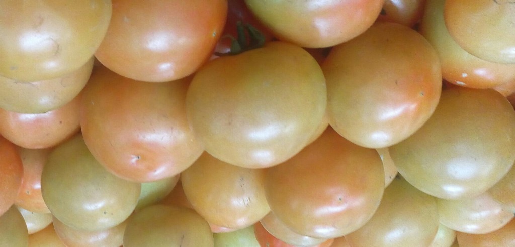 Tomate larga vida selecto