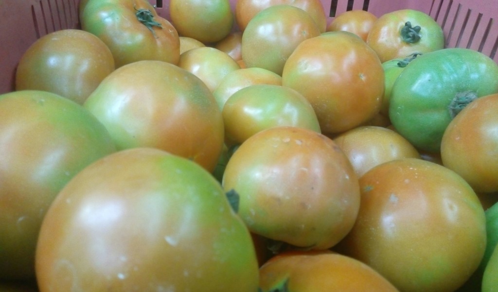 Tomate larga vida de segunda