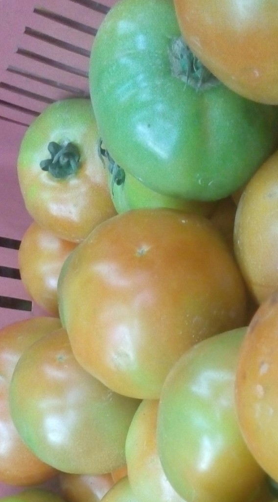 Tomate larga vida de primera