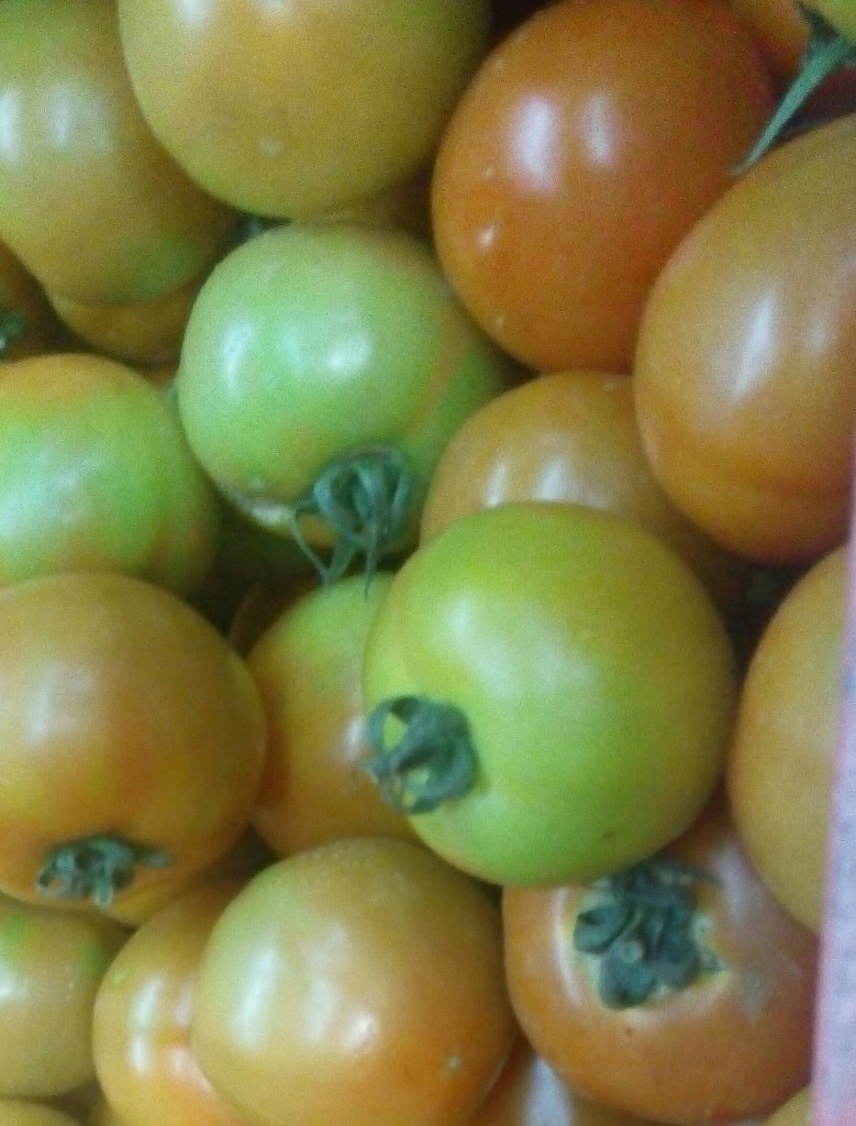 Tomate Larga vida de segunda