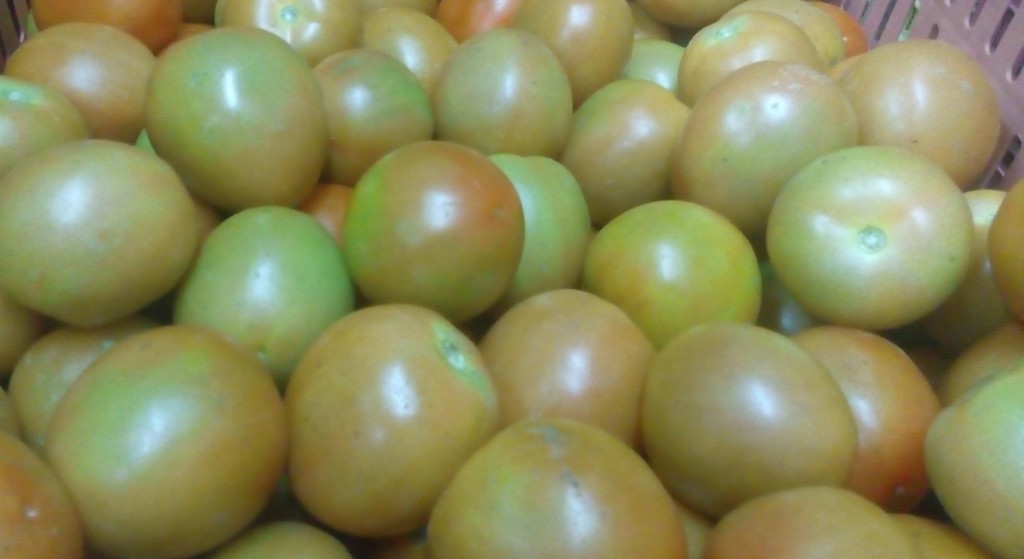 Tomate chonto