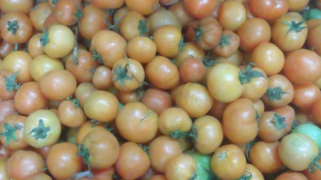 Tomate larga vida de tercera
