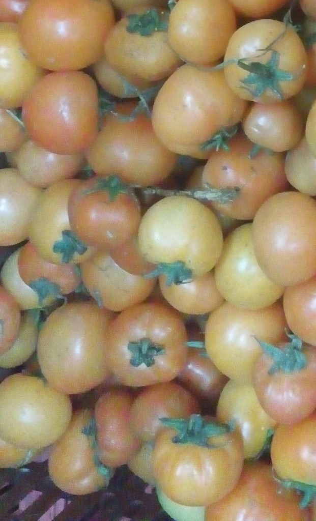 Tomate larga vida de tercera