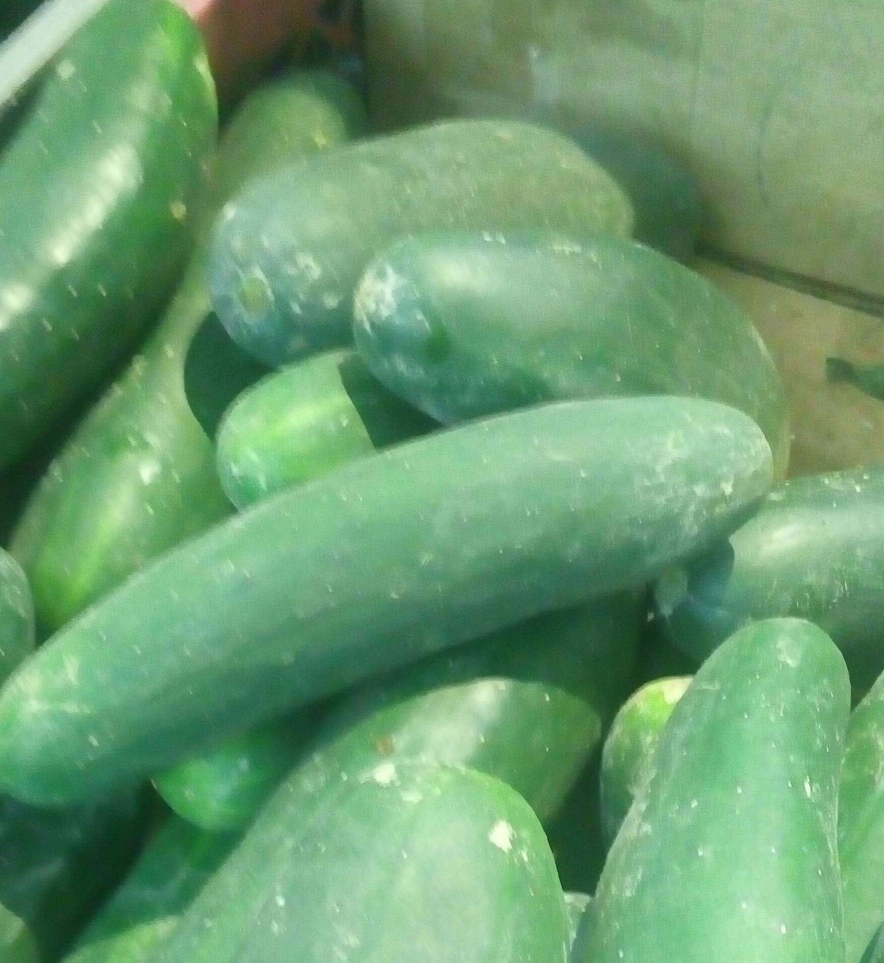 Pepino cohombro
