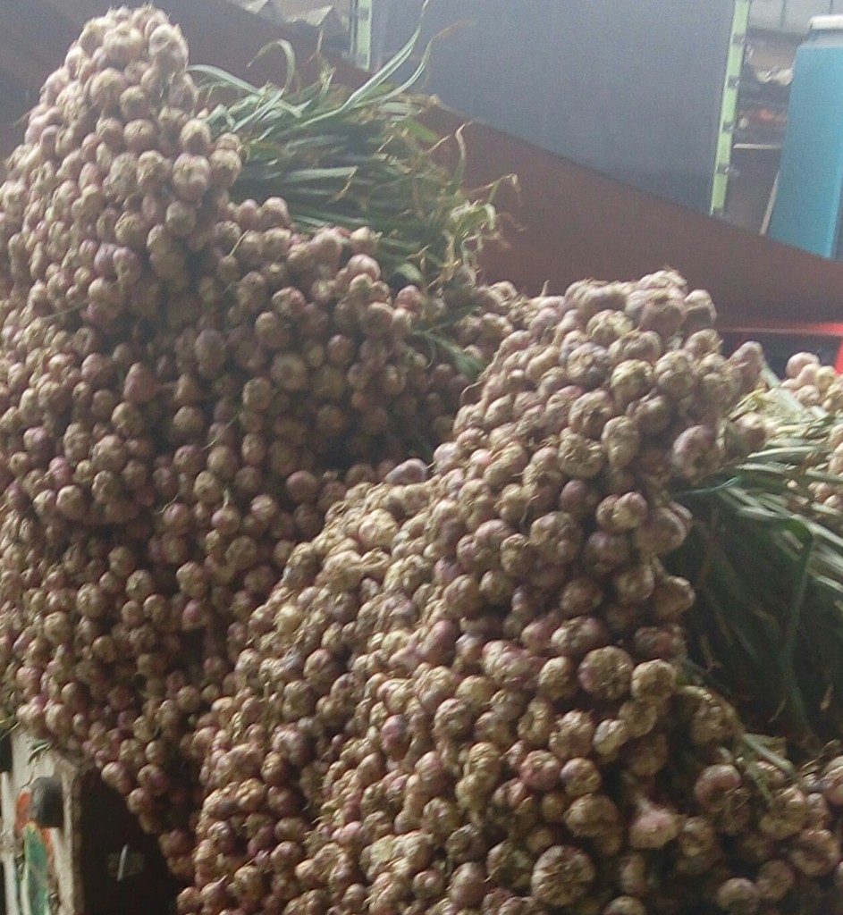 Ajo en rama