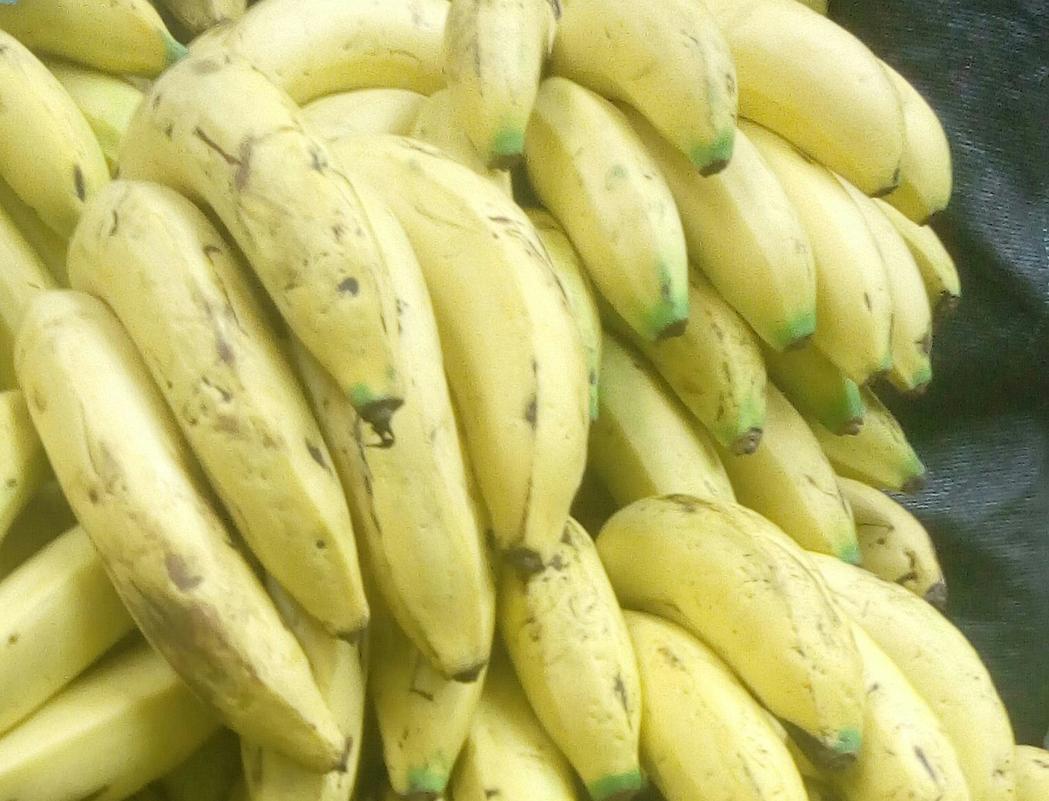 Banano criollo