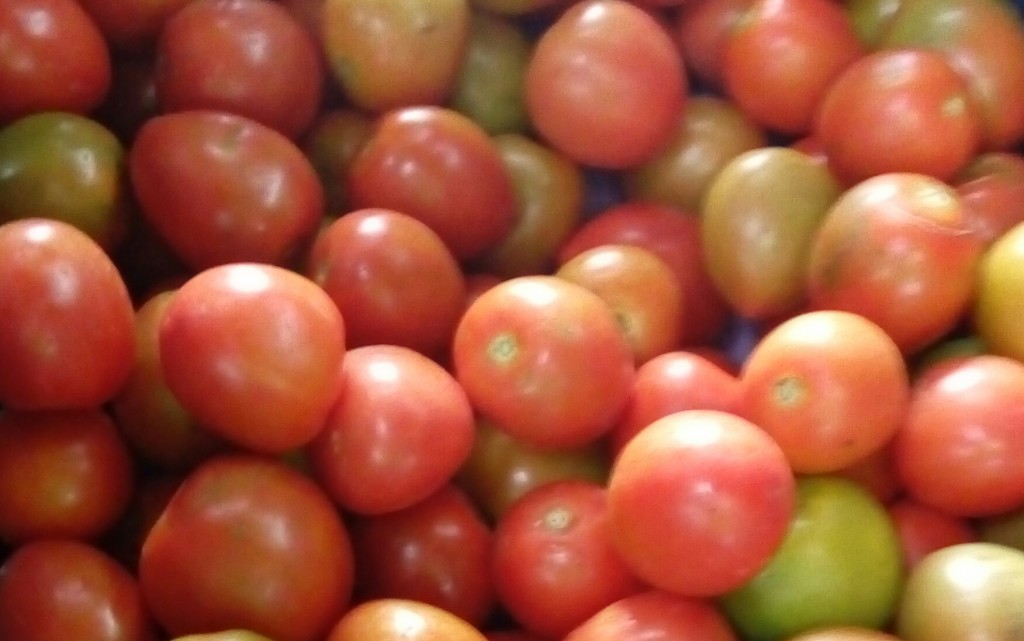 Tomate chonto